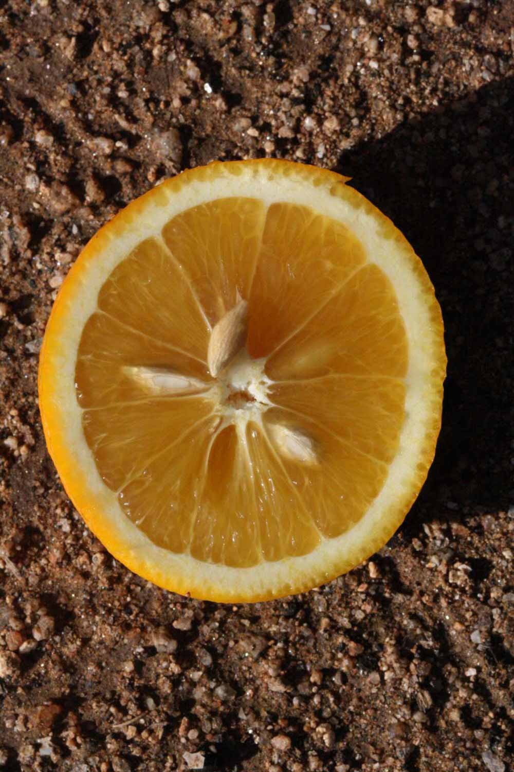            Fruit (Riverside, CA)   